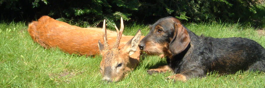 Baron und Rehbock